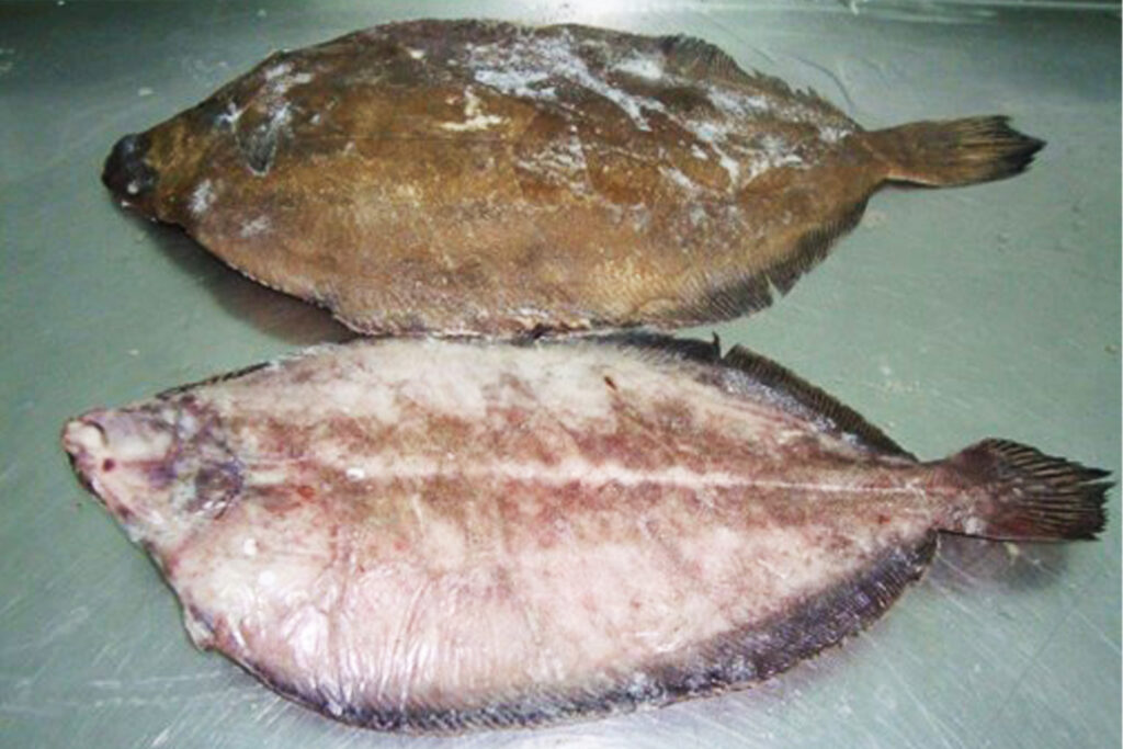 Grey Sole side by side