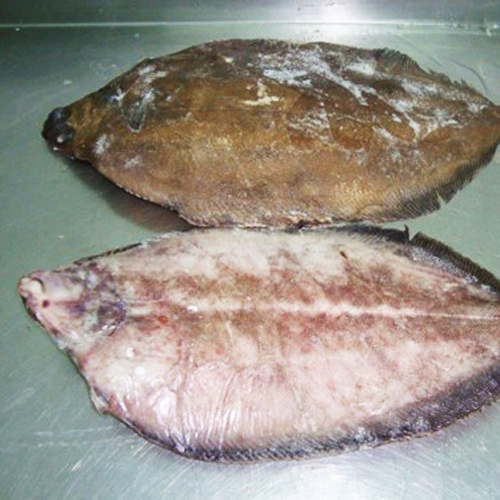 Grey Sole fish